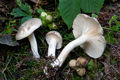 Hygrophorus agathosmus